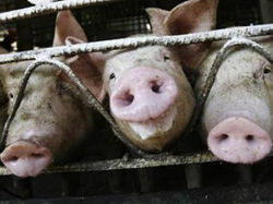 Swine flu to affect wireless revenues?